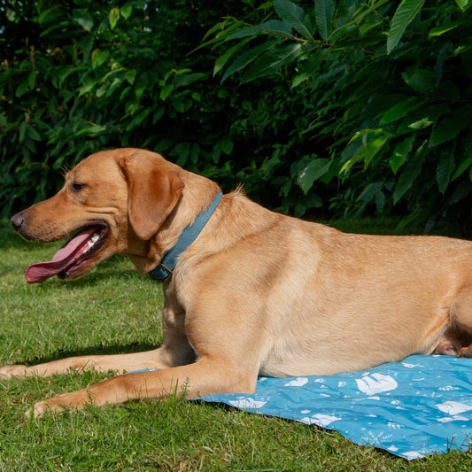 Ice Paws Cooling Mat (Small & Large)